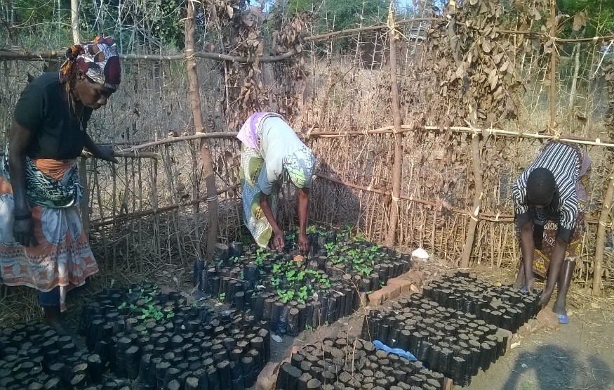 THE FORMATION OF TREE NURSERIES AND COMMITTEES AT VILLAGE LEVEL