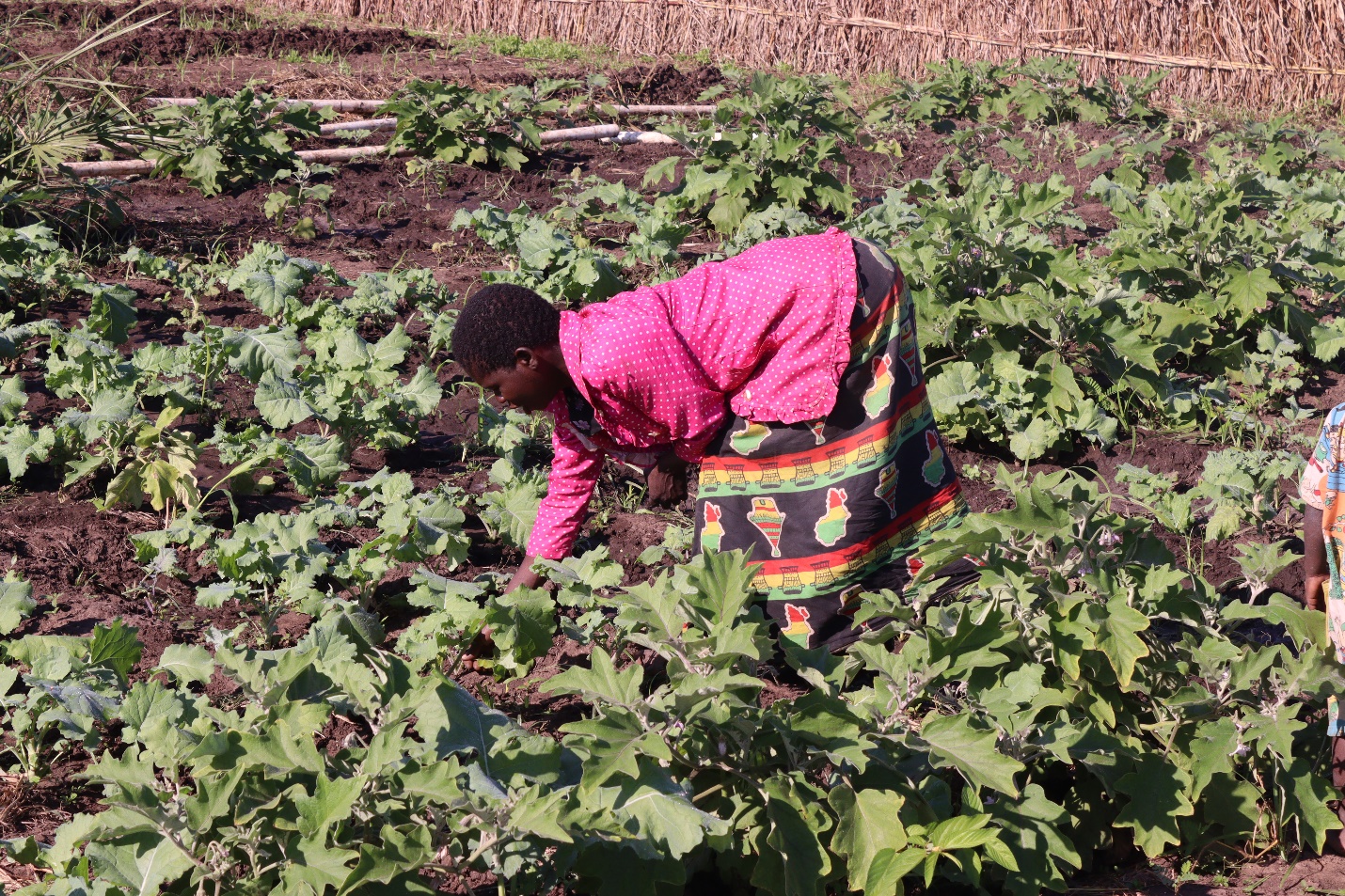 Nyafisi Irrigation Scheme Transforms Lives, Boosts Food Security in Nsanje