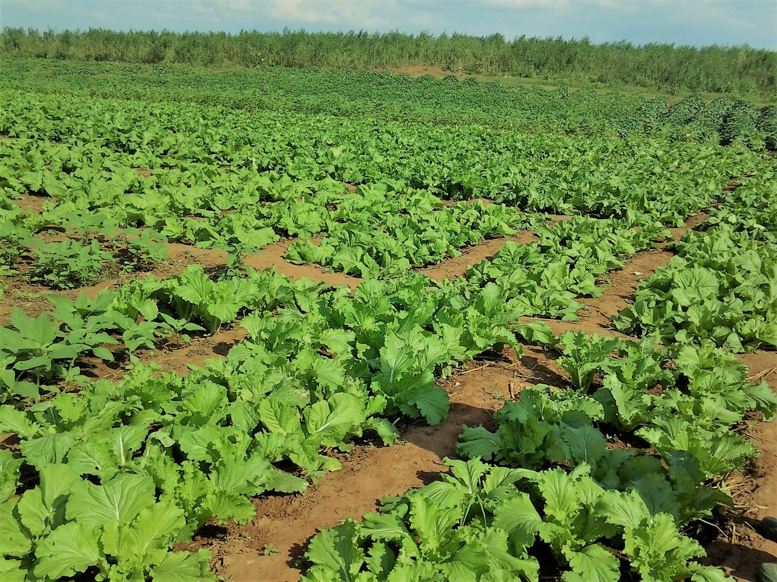 FACE Malawi:  Mid-Year Progress Report  from January to June 2025: